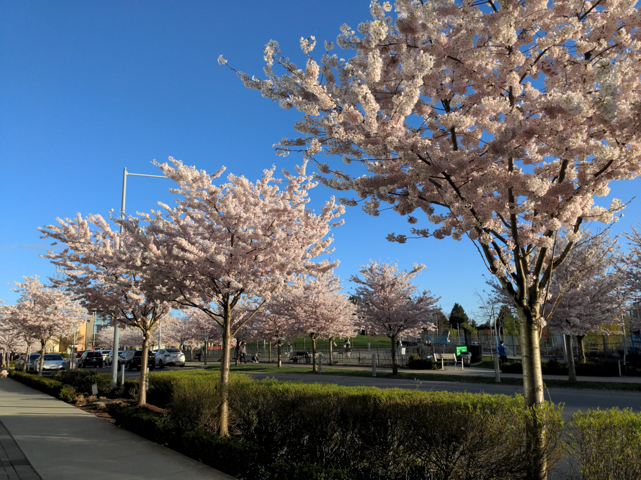 Peak Cherry Blossoms