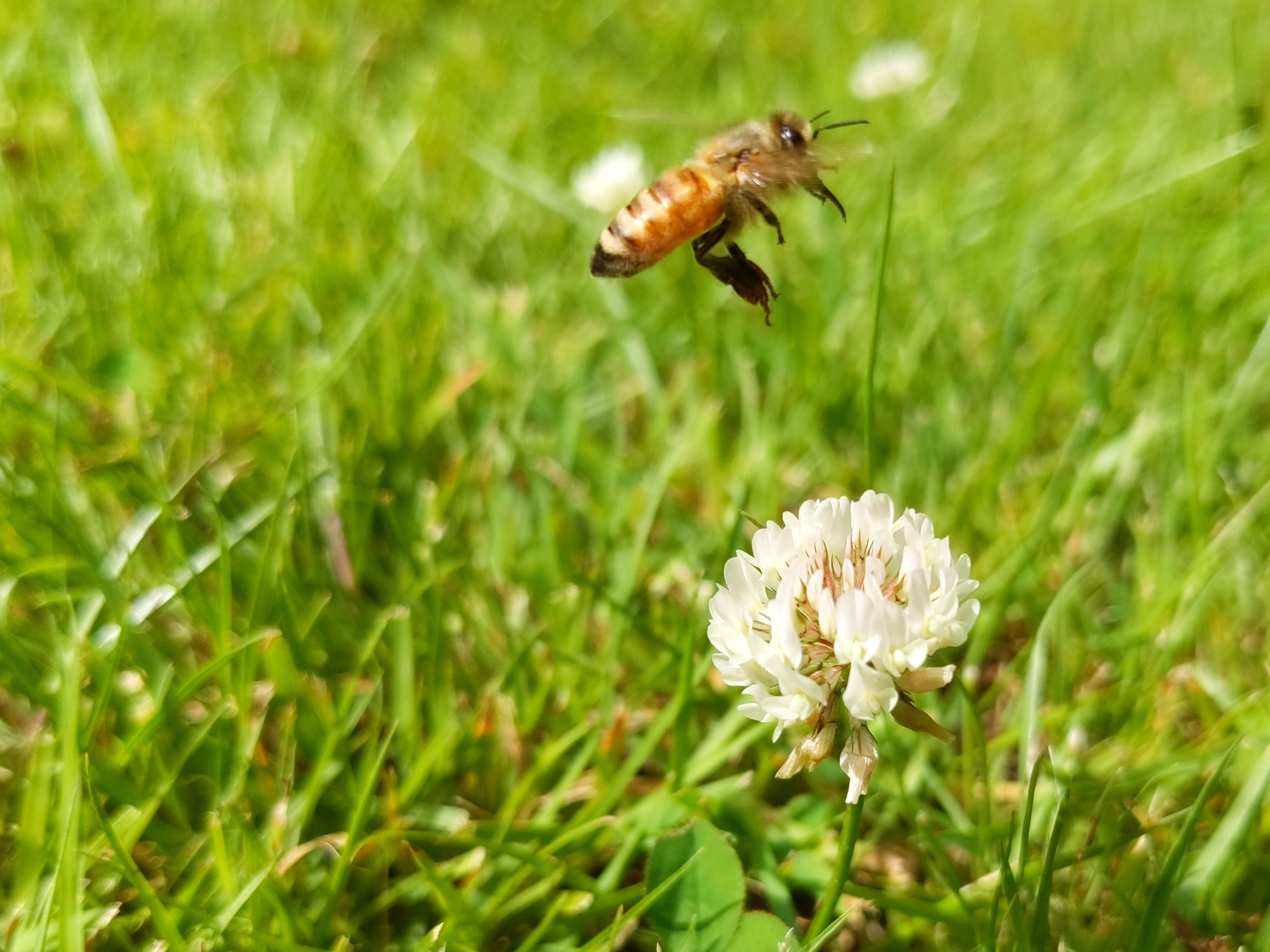 Honeybee Landing